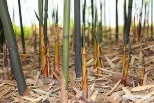 苦竹笋有什么功效？