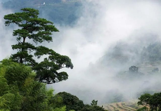 福建7地入选“中国森林氧吧”,分别是哪7个?