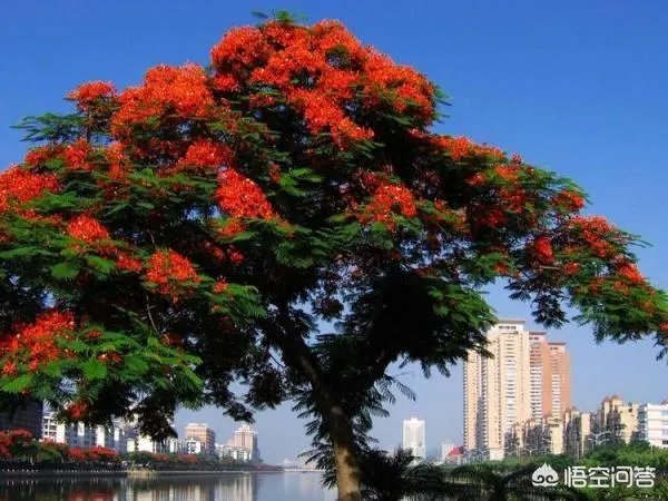 全国各大城市市花各是什么？