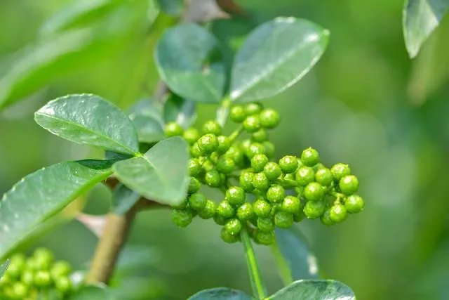 四川悬崖村有人去过吗？