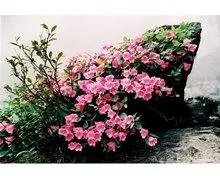 瓦屋山的门票是多少？