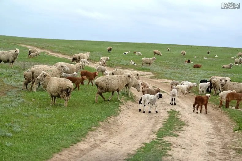 山羊价格多少钱一斤 2020最新行情介绍