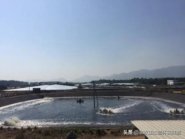 大棚养虾可靠吗？