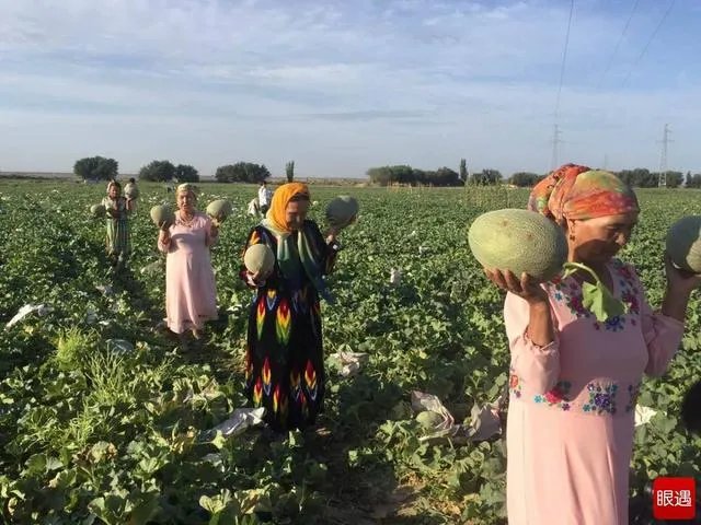 哈密瓜适合中国什么地方种植