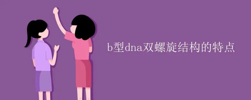 b型dna双螺旋结构的特点