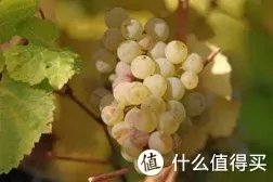 二狗的知识库 篇三:贵腐酒基础知识