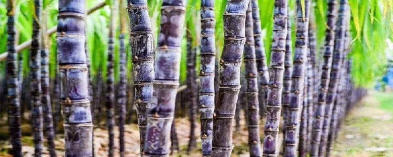 甘蔗的产地 甘蔗的产地在哪里