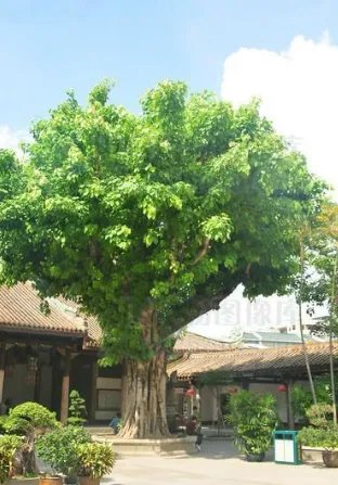 大树的特点是什么？