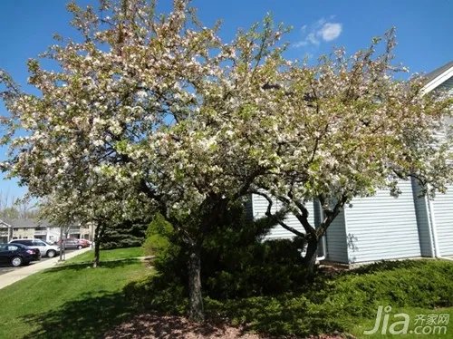 房前屋后种什么树好 房前屋后种树注意事项