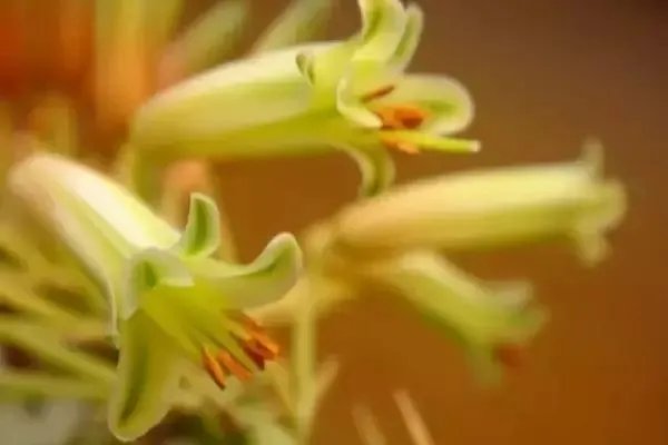 【绿植】开花露峥嵘（上）