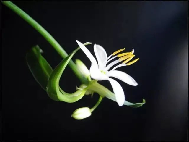 【绿植】开花露峥嵘（上）