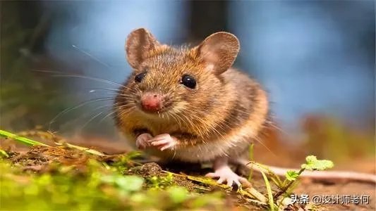 如果一只小耗子,在你超市里天天嗑东西吃,如何不伤它还能赶走它?