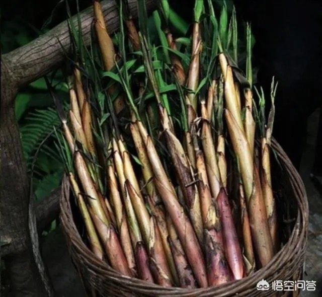 苦竹笋有什么功效？