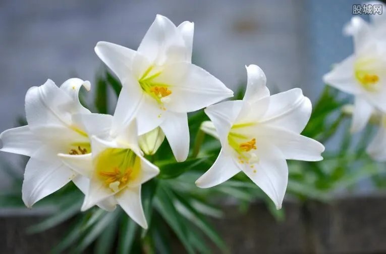 百合花价格行情 百合花价格多少钱一朵