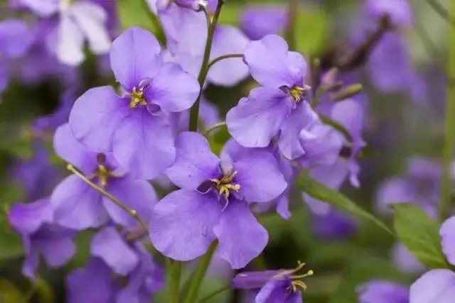 二月兰花的介绍 二月兰花栽培技术