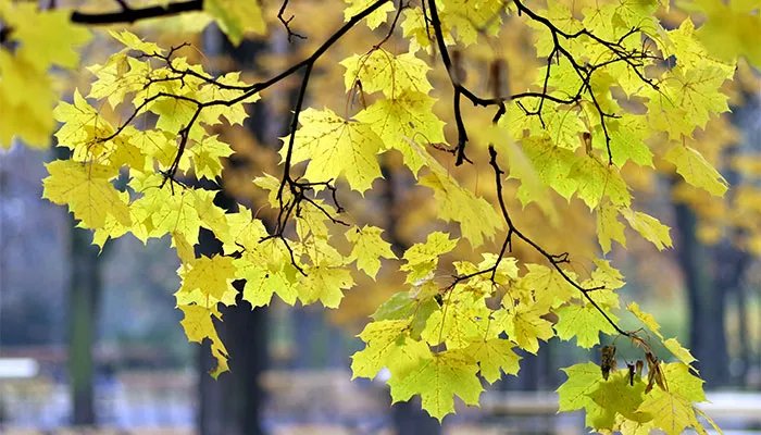 毕棚沟门票多少钱 四川毕棚沟需要多少门票