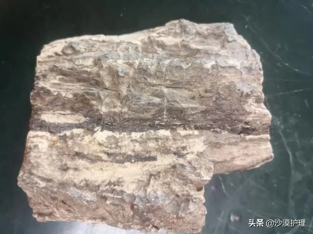 真正的树化石价格