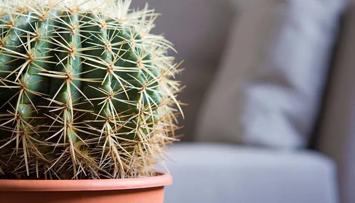 仙人球的种类 仙人球的种类有哪些