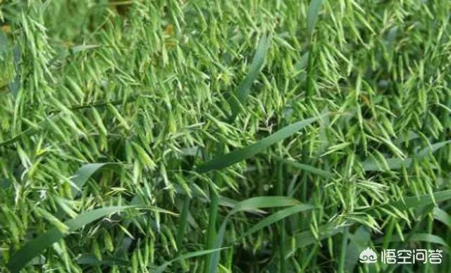 什么是有机复合肥?