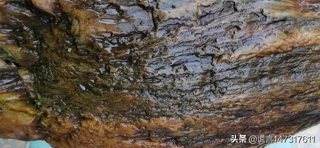 真正的树化石价格