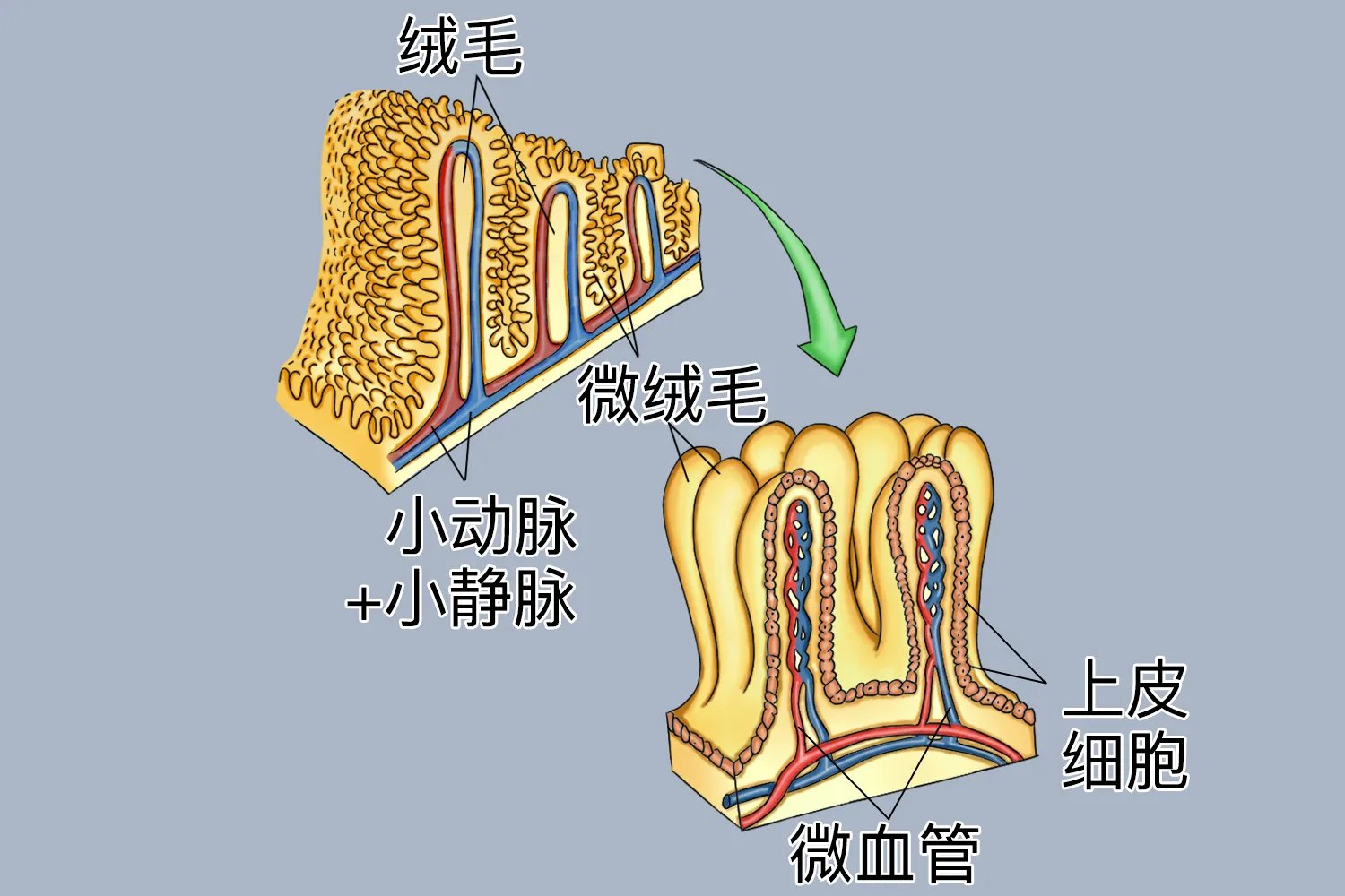 小肠绒毛结构示意图
