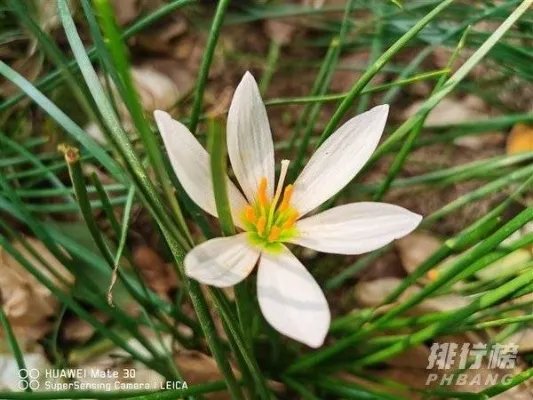 华为mate30和p40哪个拍照效果好_华为mate30和p40对比哪个好