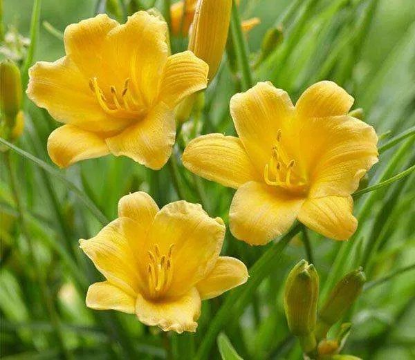 母亲节送什么花最合适呢！