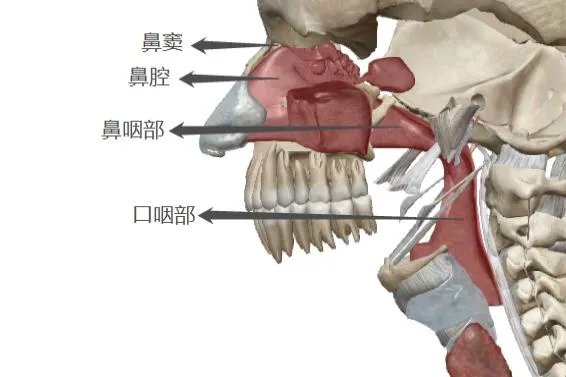 鼻的结构示意图
