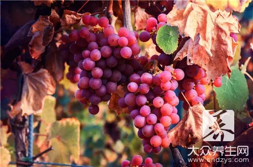 吃什么水果润肺养肺