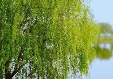关于柳树的诗句