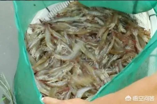 大棚养虾可靠吗？