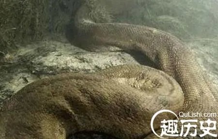 灵异头条：60年代千年巨蛇镇守古墓竟借尸还魂