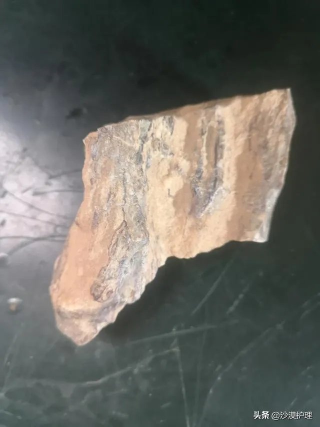 真正的树化石价格