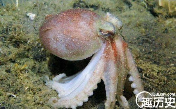 章鱼是一种十分复杂的生物，章鱼的血为什么不是红色是蓝色的？