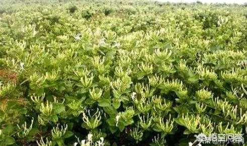 未来种中药材可以赚钱吗？