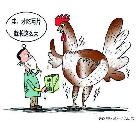 养鸡场如何避免产出含抗生素的鸡蛋？