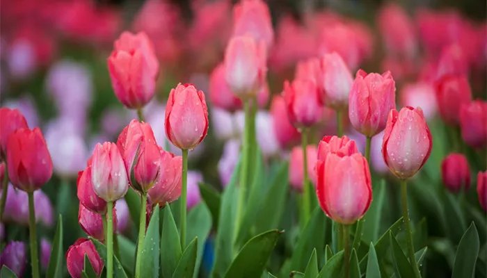 郁金香是哪国的国花 郁金香是哪个国家的国花