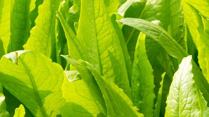 大血藤的功效与作用