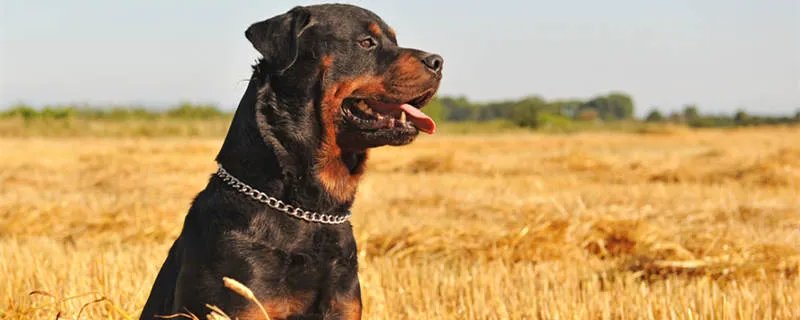 罗威纳幼犬怎么饲养 为什么很少人养罗威纳