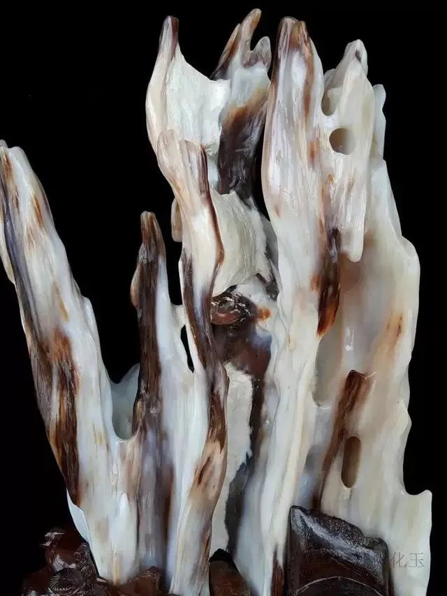 真正的树化石价格