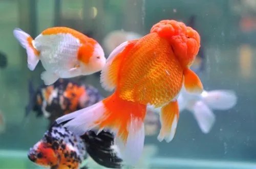 什么鱼好养 家里养什么风水鱼比较好