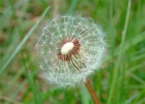 蒲公英的资料大全    隐藏着众多价值的蒲公英