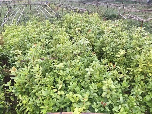 八角树苗批发价格 八角茴香介绍及前景解析