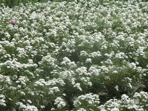 成都郫县玫瑰谷