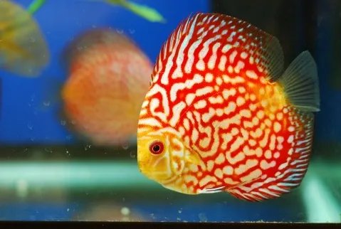 什么鱼好养 家里养什么风水鱼比较好