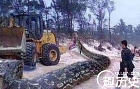 灵异头条：60年代千年巨蛇镇守古墓竟借尸还魂