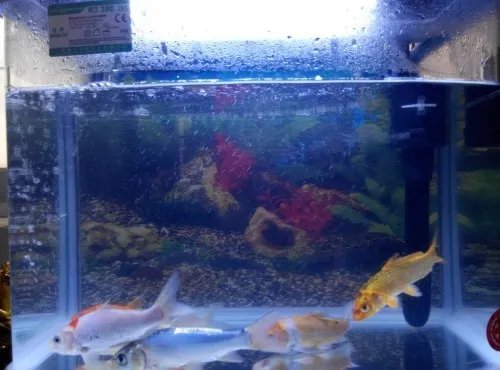 锦鲤鱼怎么养不容易死 养鱼的正确方法是怎样的