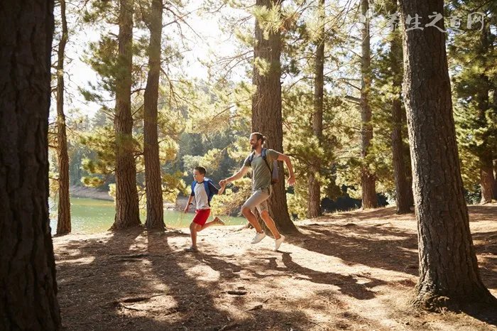 玫瑰桑精茶做法及功效介绍