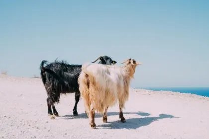 2021牛年属牛的女性本命年红绳戴哪只手?要注意什么?