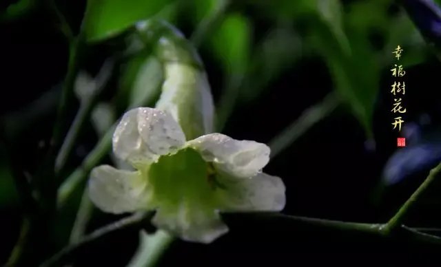【绿植】开花露峥嵘（上）